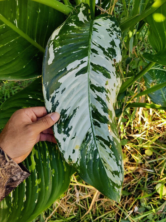 Variated Dieffenbachia Cutting | Rare Dumb Cane Live Plant | Indoor Houseplant