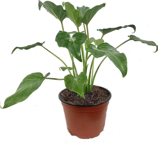 Xanadu Cut Leaf Philodendron - Live Plant in 6 Inch Pot - Philodendron 'Xanadu'