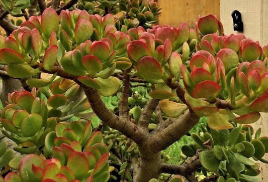 Jade Plant Cuttings - 2 Pieces, 3-5" Crassula ovata - Succulent Home Decor, Indoor Plant, Easy Care, Green Foliage