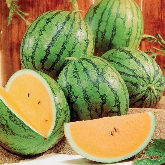 Queen Watermelon Seeds - 50+ Pack - Garden Planting - Citrullus lanatus - USA
