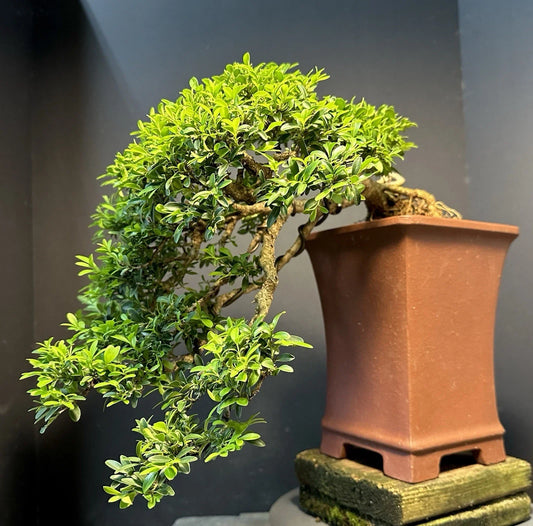 Bonsai Tree 12” Kingsville Boxwood Cascade Yixing Zisha Pot - 30-35 Years Old, Perfect for Home Decor and Gifts