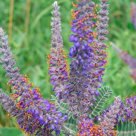 115 Seeds Lead Plant Drought Tolerant Perennial Dalea frutescens GroCo* USA