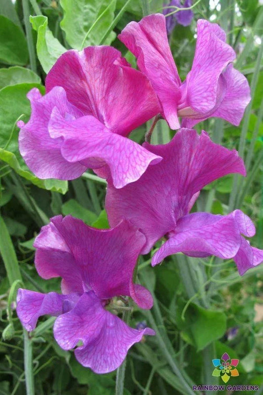 Ian Myers Sweet Pea Seeds - 50+ Pack - Heirloom Garden Seeds - Lathyrus odoratus - USA, Free Shipping