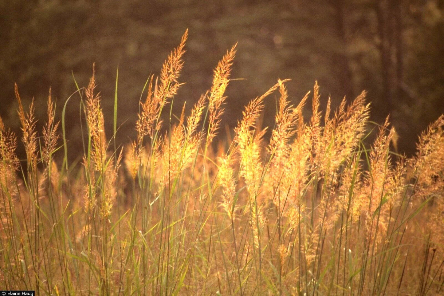 Indian Grass Seeds - 500+ Count - Native Prairie Wildflower - Andropogon gerardii - Ornamental for Poor Soils, Heat & Cold Tolerance