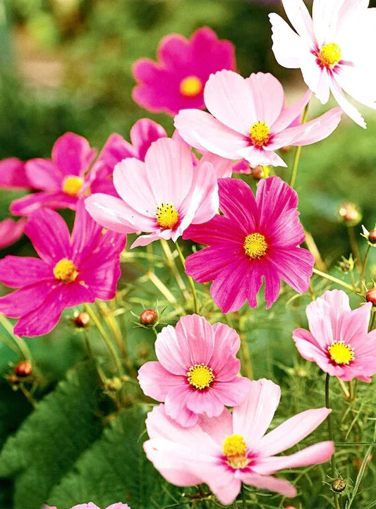 Cosmos Seeds - 200+ Hot Pink & White Mix - Flower Seeds for Garden - Cosmos bipinnatus - USA