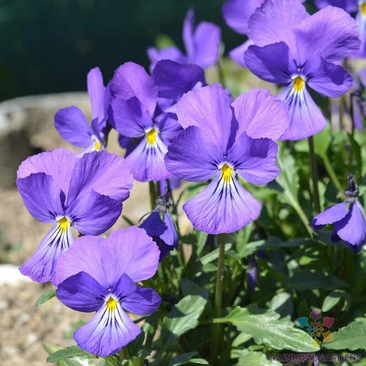 Corsican Violet Pansy Seeds - 200+ Pack - Viola - Perfect for Garden Planting - USA