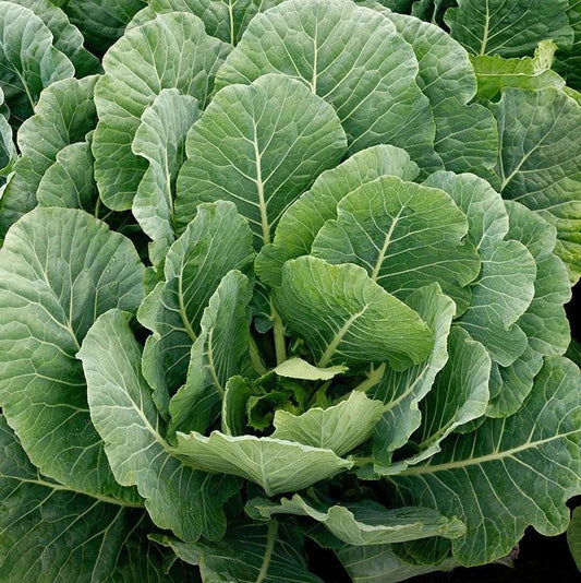 Collard Greens Seeds - 1000+ Count - Georgia Southern Variety - Brassica oleracea - Ideal for 2025 Planting USA
