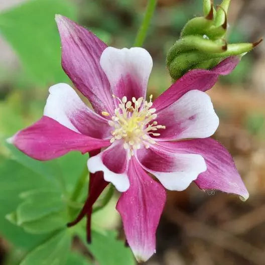 Columbine Seeds - ROSE STAR Perennial Pollinator Attractor - Non-GMO - Aquilegia caerulea