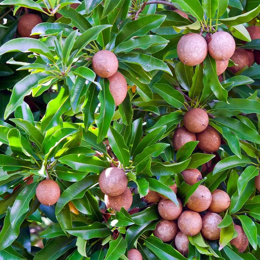 Sapodilla Tree Seeds - Chicle Tropical Brown Sugar Fruit - Manilkara zapota Seeds for Planting
