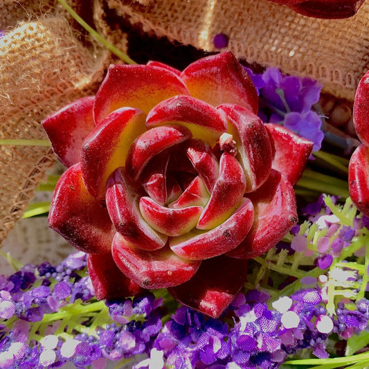 Live Echeveria Daredevil Succulent, Bare Root - Perfect for Garden, Office, Wedding Favors, Drought-Tolerant Plant