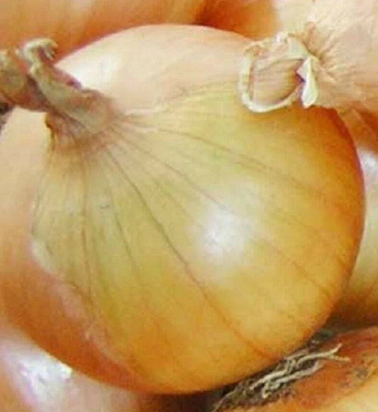 Onion Seeds 200+ Texas Early Grano Allium cepa Short Day Vegetable Free Shipping