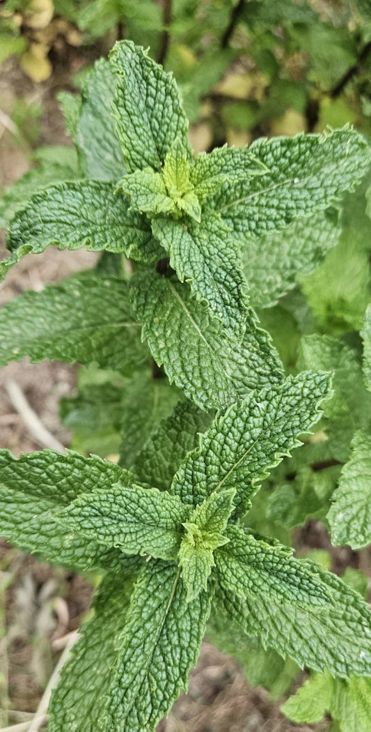 Live Starter Peppermint Plants - 6 Bareroots for Planting - Rau Thom Mint - Mentha × piperita