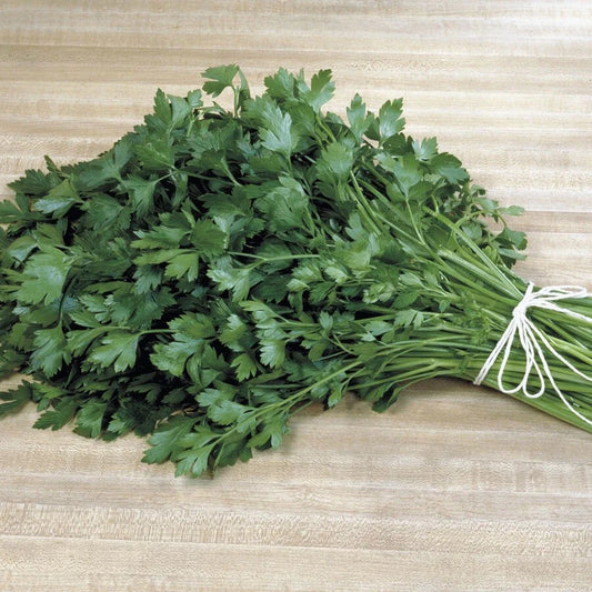 Italian Plain Leaf Parsley Seeds - Heirloom, Fragrant, Healthy Herb - Petroselinum crispum - 300-5000 Seeds