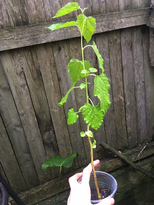 Mulberry Tree Plug Seedling - Morus Nigra Live Plant, Hardy Fruit Tree for Home Garden, Edible Foliage