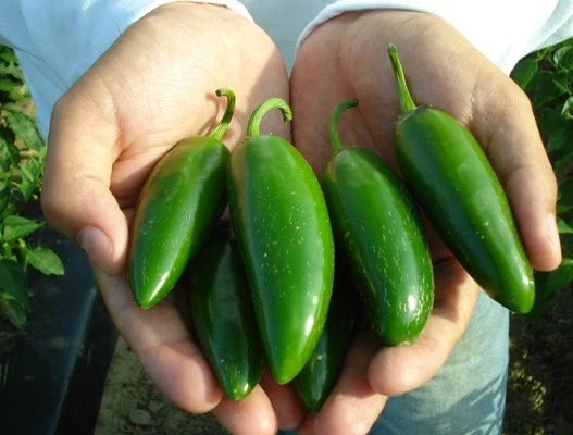 Jalapeno Pepper Seeds - Heavy Yielding Variety for Salsas & Stuffed Poppers - Capsicum annuum