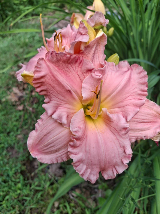 Daylily Bareroot Plant 'Joyful Occasion' Hemerocallis, Perennial Flowering Plant for Gardens