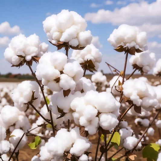 American Cotton Seeds for Planting - 50 Seeds - Gossypium hirsutum - Organic Cotton Variety