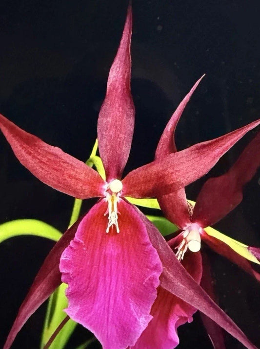 Orchid Plant Small Rooted Bulb Mtssa Royal Robe Bare Root - Unique Tropical Flowering Orchid for Home Decor