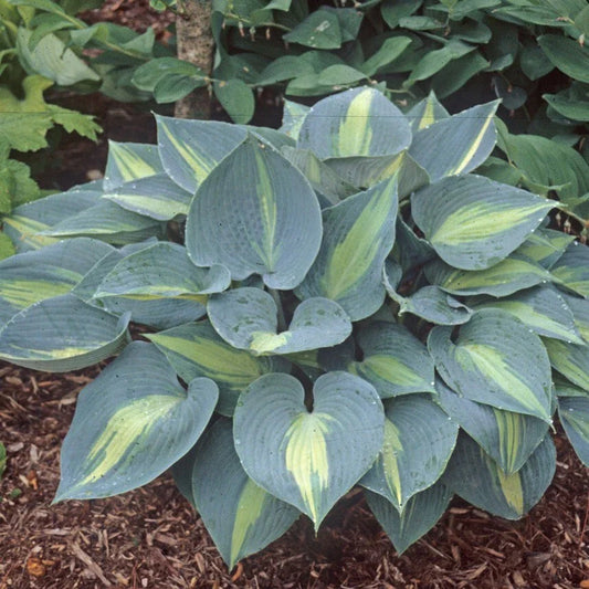 Hosta Plant in 5.25" Pot | Touch of Class Variety | Well Rooted Perennial for Shade | Hosta 'June Sport'