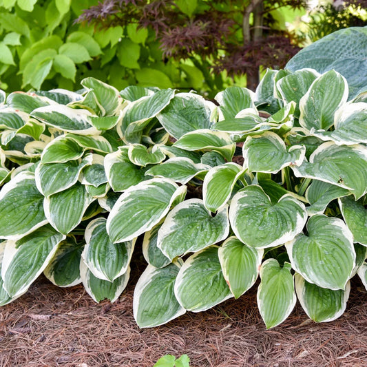 Hosta Plant Royal Wedding 5.25" Pot Perennial Shade Hardy Plant (Hosta 'Royal Wedding')