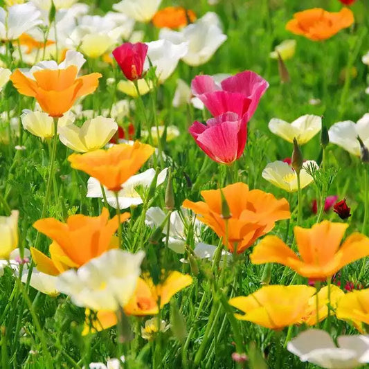 California Poppy Seed Mix, 250 Seeds, Colorful Varieties, Eschscholzia californica