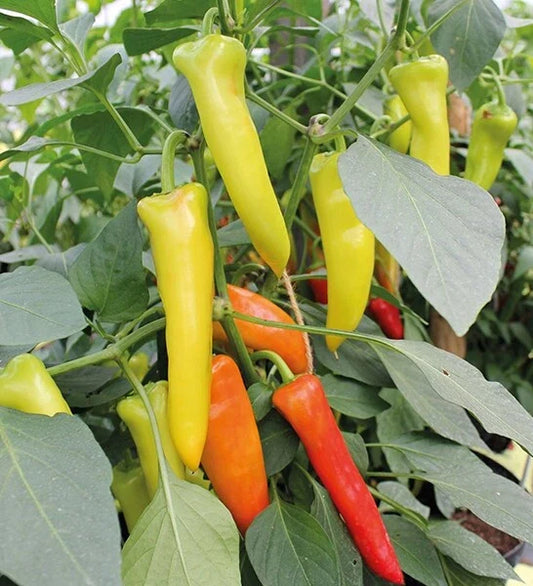 Hungarian Wax Hot Pepper Seeds - 50+ Spicy Chili Seeds - Capsicum annuum - Ideal for Gardening and Culinary Use