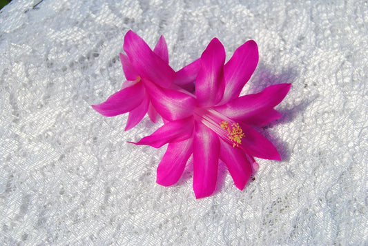 Christmas Cactus Starter Plant - Crown Jewels - Schlumbergera Truncata - Healthy Well-Rooted Succulent Plant