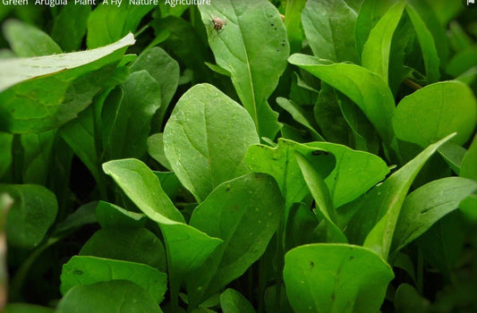 Arugula Seeds - Rocket Salad Variety - Non-GMO Eruca Sativa - Herb Garden Seeds with Tracking