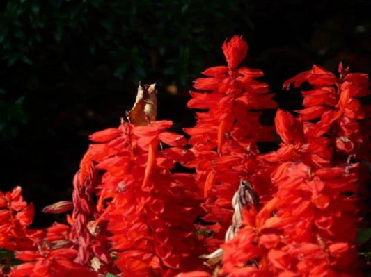 Scarlet Sage Seeds - 500+ Pack - Medicinal Herb Wildflower, Salvia Coccinea
