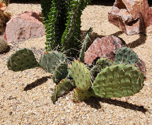 Opuntia Macrorhiza Plains Prickly Pear Cactus Pad Cutting - Flagstaff Arizona - Succulent Plant Cutting, 1 Piece