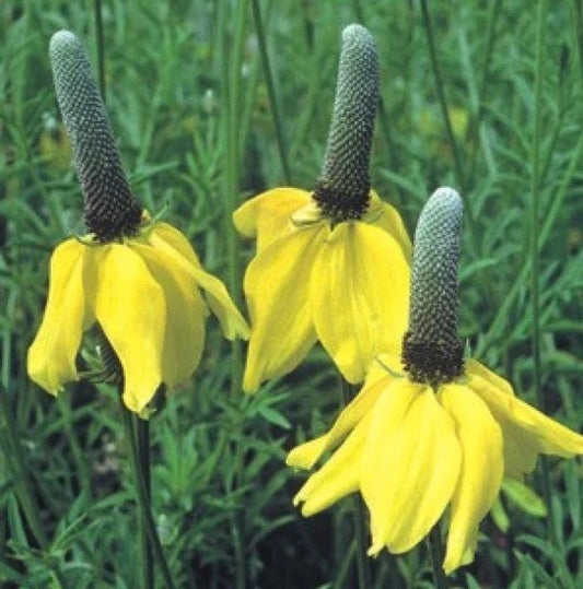 Yellow Prairie Coneflower Seeds - Ratibida columnaris - 100 Fresh Seeds - Free USA Shipping
