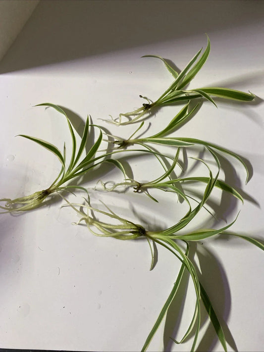 Live Bare Rooted Spider Plants - 5 Pack - Chlorophytum comosum - Easy Care Indoor Air Purifying Houseplants
