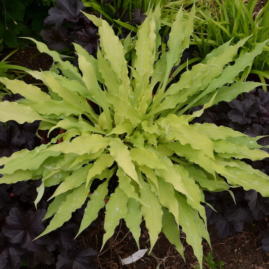 Hosta Plant in 5.25" Pot - Wiggles and Squiggles Perennial Shade Plant (Hosta 'Wiggles and Squiggles')