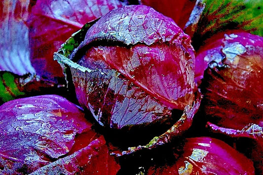 Red Acre Cabbage Seeds - 500+ Heirloom Non-GMO Vegetable Seeds for Garden - Brassica oleracea