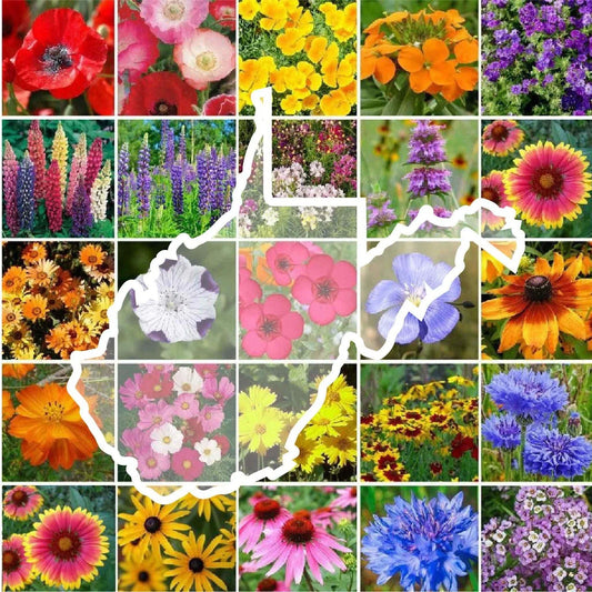 Wildflower Seed Mix - 1000 Non-GMO Seeds - West Virginia State Mix - 25 Varieties - Perennial & Annual