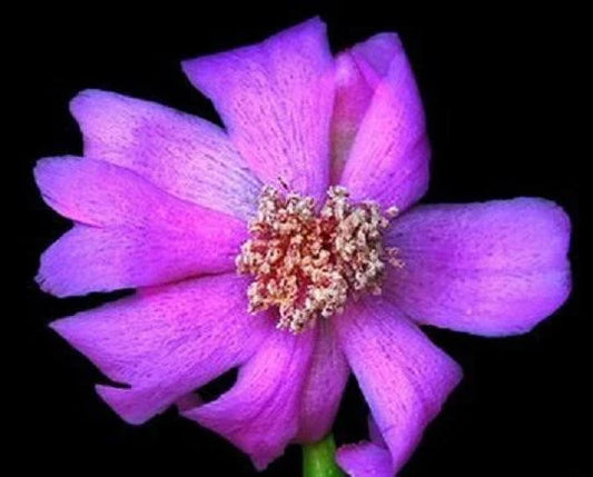 Pereskia Quisquellana Rare Succulent Plant in 4" Pot | Exotic Cactus for Collection | Unique Cacti Variety