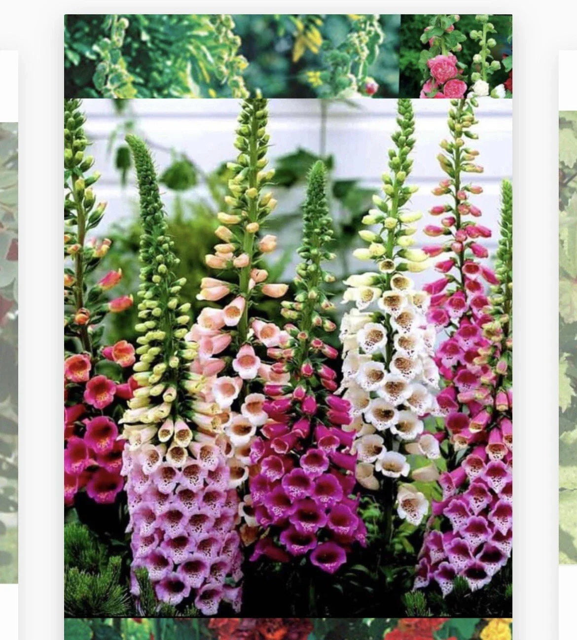 Foxglove Flower Seeds - 500+ Seeds - Digitalis purpurea - Buy 2 Get 1 Free Offer