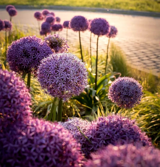 Allium Giganteum Seeds - 100 Count - Large Purple Flowers - Hardy Ornamental Onion