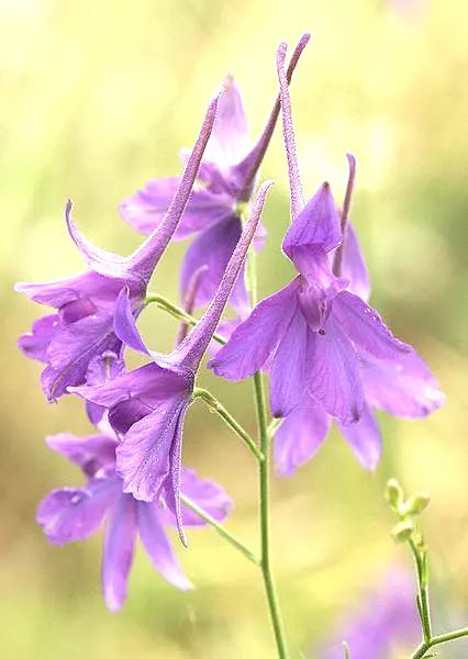 Larkspur Seeds - 860 Seeds - Delphinium Consolida - Flower Seeds by GroCo USA