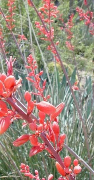 Red Yucca Seeds - 10 Pack - Drought Tolerant Flower - Hesperaloe parviflora - GroCo