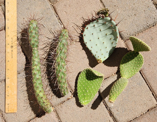 Opuntia Microdasys Cactus Cutting Lot | Cylindropuntia Campii | Succulent Plant Segments for Propagation