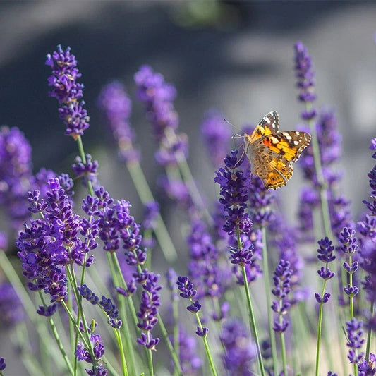 Set of 2 Lavender Live Plants - Aromatic Herb Seedlings - Ready to Grow - Lavandula angustifolia