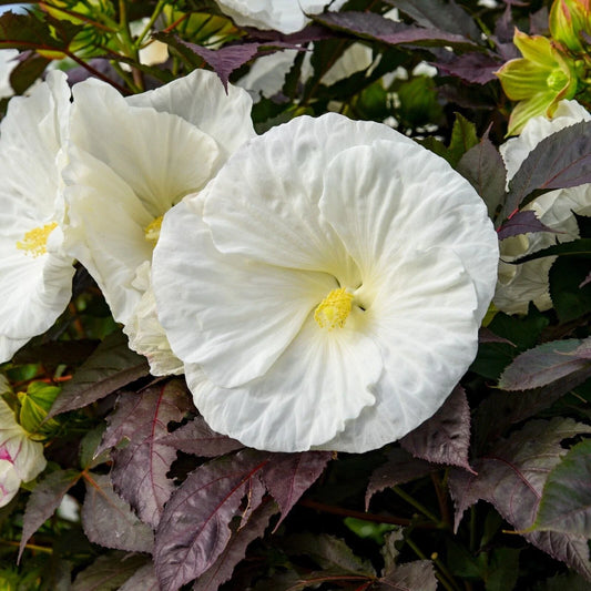 Hibiscus Cookies and Cream 5.25" Pot | Well Rooted Perennial | Proven Winners