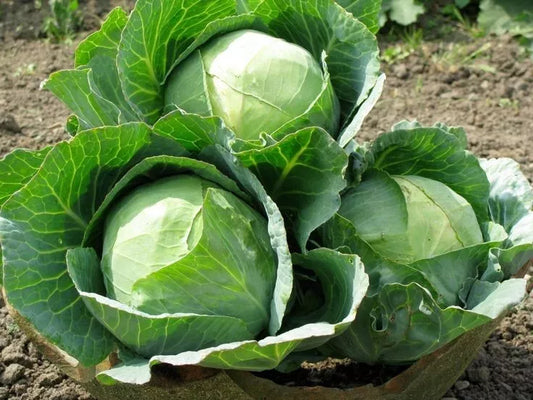 Cabbage Seeds - 100+ Heirloom Danish Ballhead - NON-GMO - Fresh Cabbage Seeds (Brassica oleracea)
