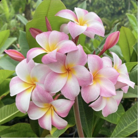 Rooted Plumeria Plant Cutting - Moir Pink - 12" with 1 Tip - Frangipani (Plumeria spp.)