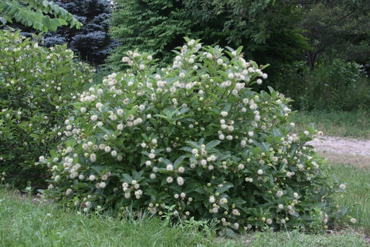 Buttonbush Live Plants 16+ Inches Set of 2 - Cephalanthus occidentalis Native Shrubs