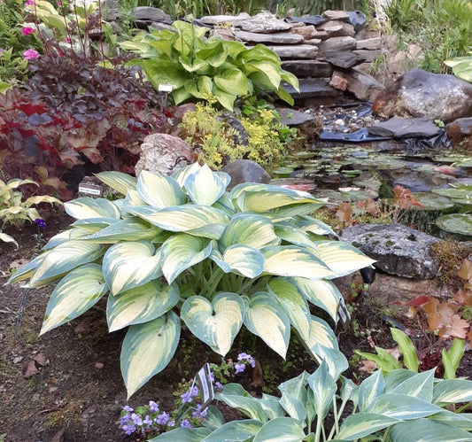 Hosta Starter Plant | June Variety | Perennial Shade Plant | Hosta sieboldiana 'June'