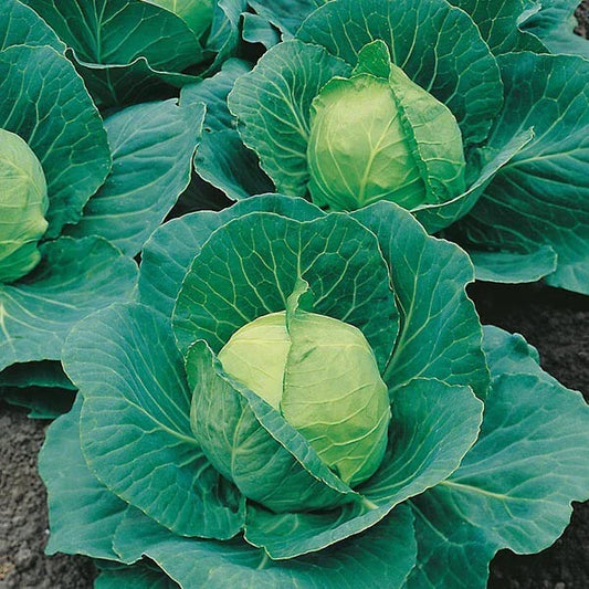 Cabbage Seeds 600+ Heirloom Golden Acres NON-GMO Fresh Seeds Brassica oleracea
