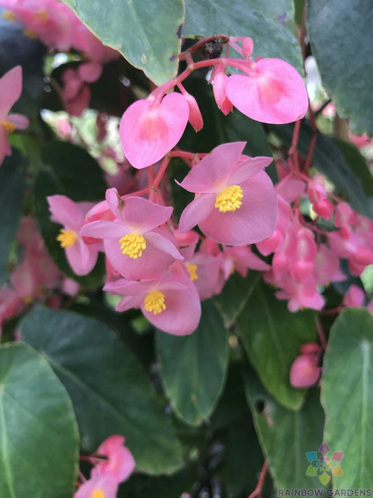 Torch Pink Begonia Seeds - 25+ Seeds for Garden Planting - Begonia x tuberhybrida - USA Grown, Easy to Plant