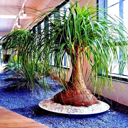 Ponytail Palm Tree Seeds - Beaucarnea recurvata - Elephant Foot Indoor House Plant - Tropical Houseplant Seeds